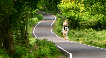Hampshire & New Forest