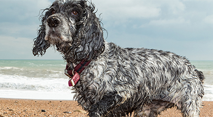 Dorset & Somerset