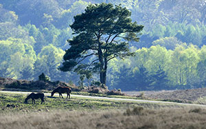 Hampshire & New Forest